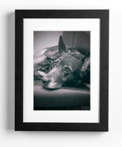 Dog 1238